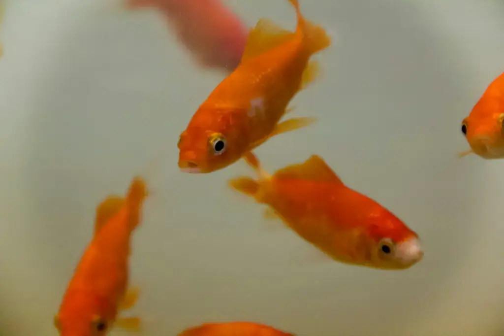 台灣慈鯛鹽：守護魚兒健康的秘密