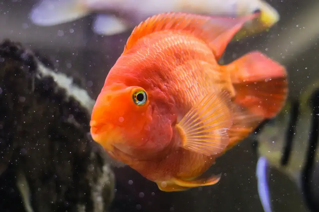 憩魚水族：台灣水族造景的綠洲