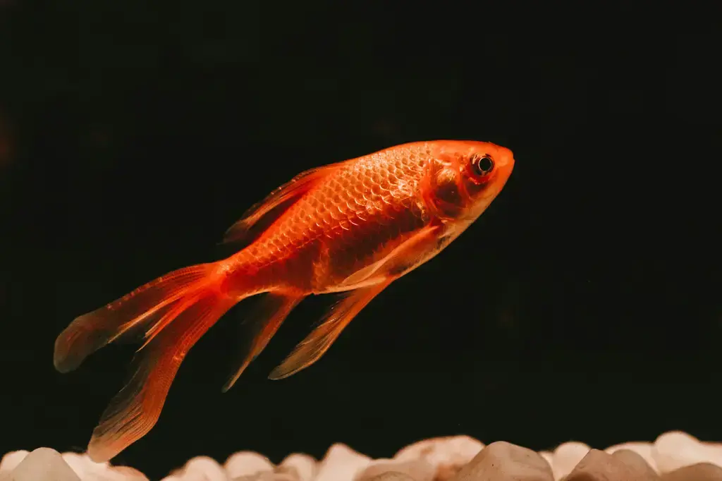 戀魚水族：台灣水族文化大百科