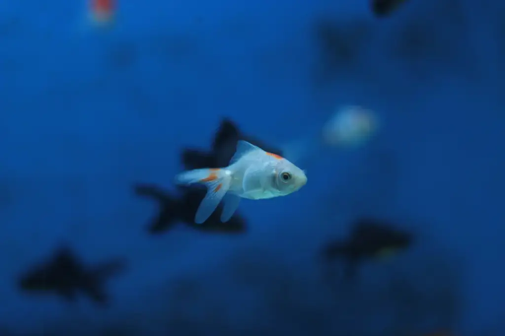戶外水缸養魚指南：打造後院的繽紛水景