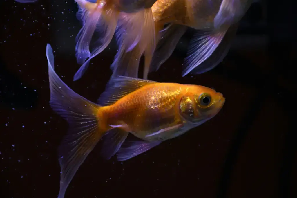 戶外養殖缸孔雀魚：你的後院生態奇觀