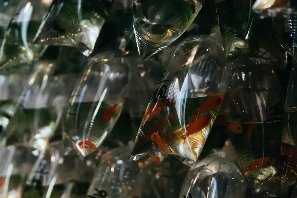 摸魚水族：台灣原生魚類的魅力探索