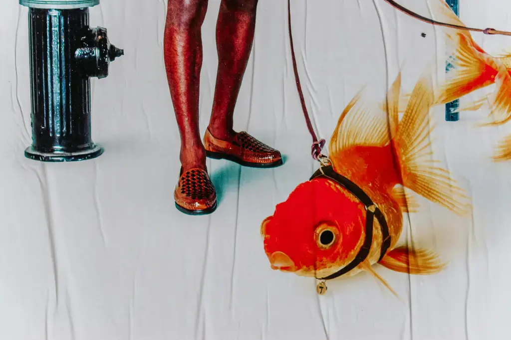 探索鼠魚天堂：飼養鼠魚的終極指南