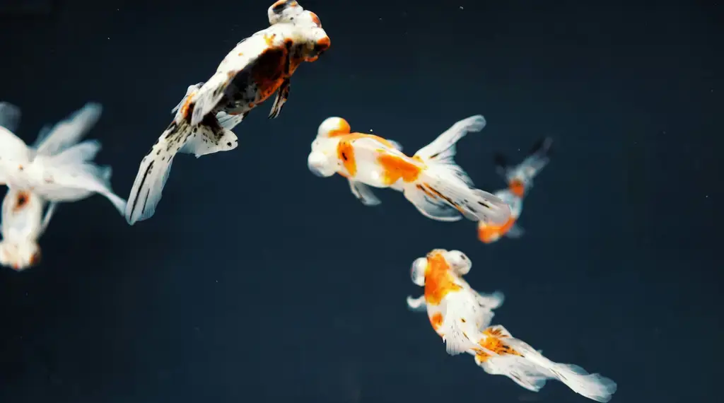 斑馬魚與水草：台灣生態水族必備
