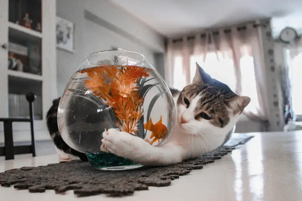 斑馬魚蝦：台灣水族寵物的魅力與飼育訣竅