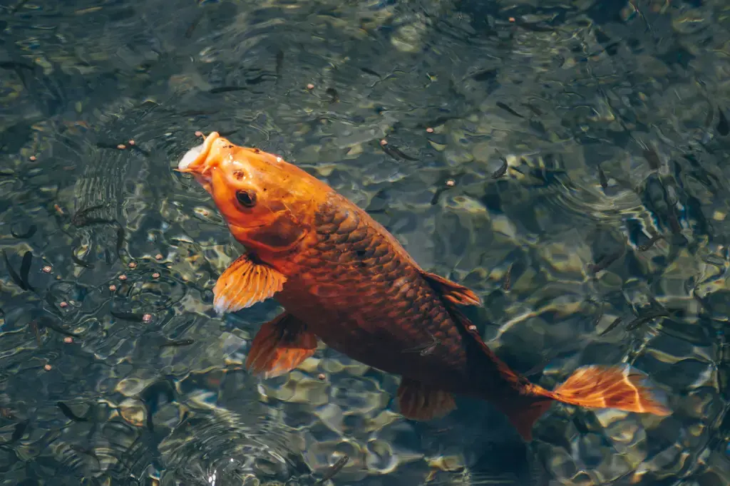斑馬魚飼養入門：台灣用語的完整指南
