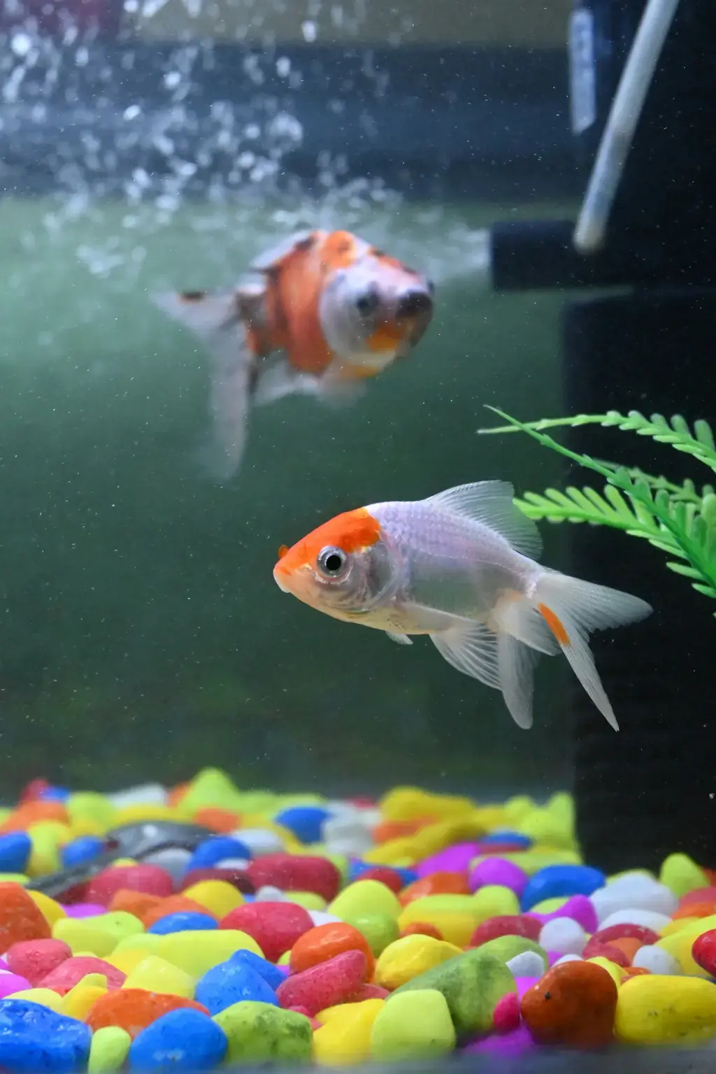 日光燈魚、紅蓮燈魚與台灣原生魚
