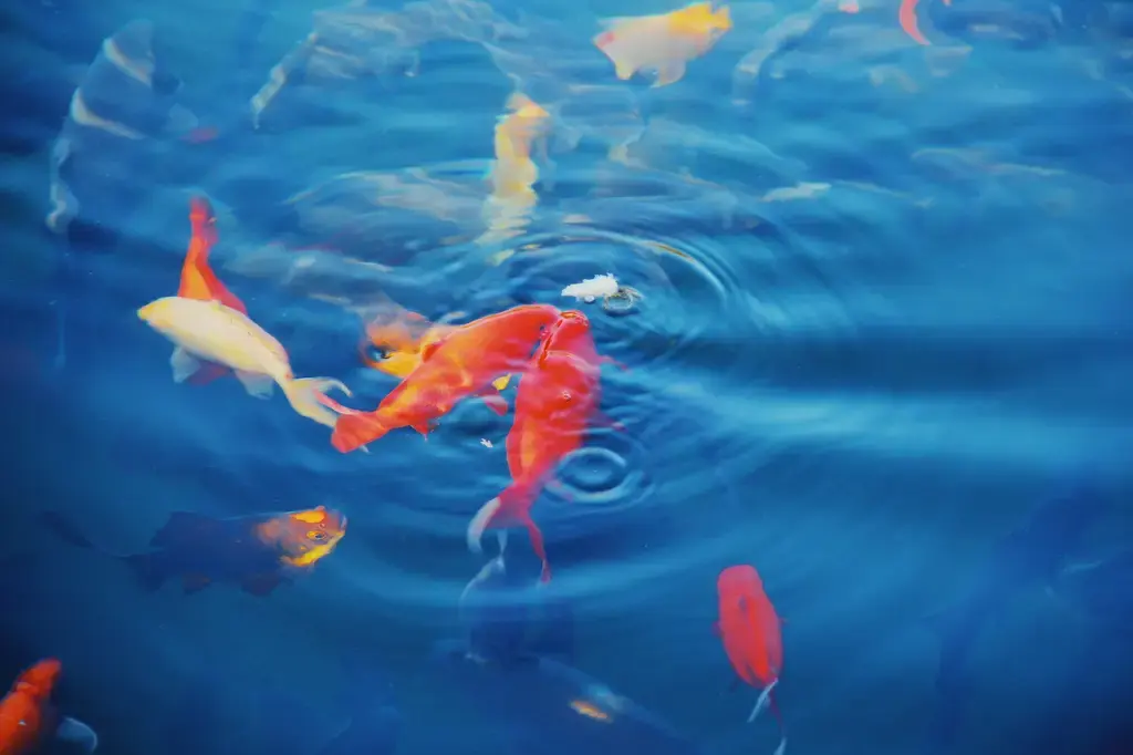 日光燈魚飼育指南：在你的水族箱中打造明亮色彩的閃耀奇觀