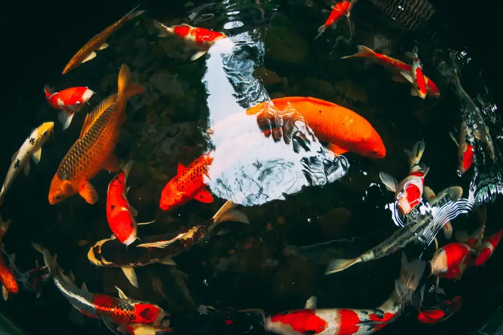 台灣水族精品龍魚：昭輝水族養殖場