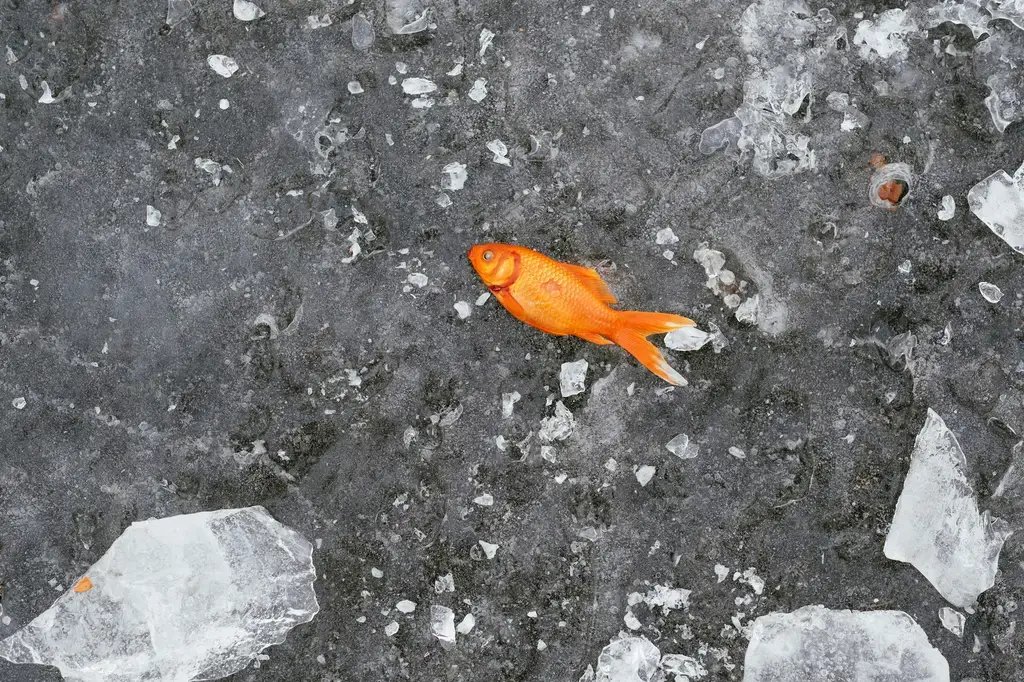 錦鯉飼料魚：創造高品質錦鯉的關鍵