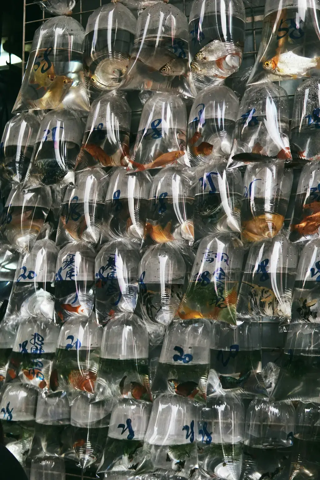 Tetra金魚飼料：優質營養的終極指南
