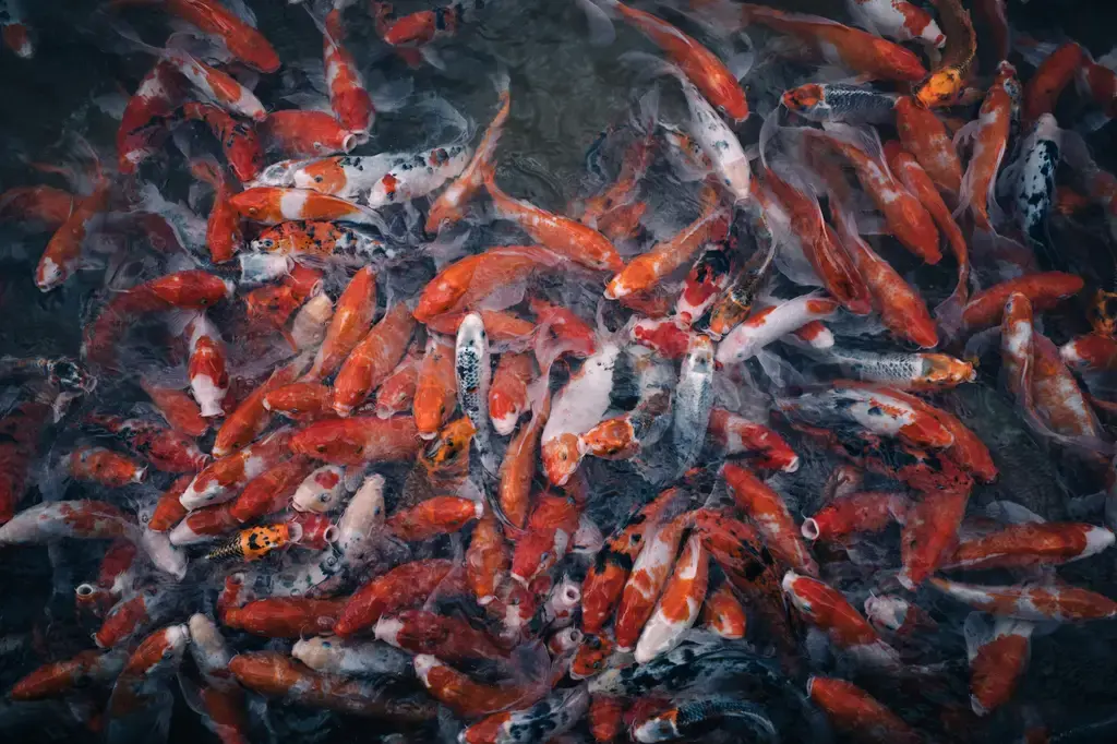 台灣水族入門指南：揭開樂魚水族的神秘面紗