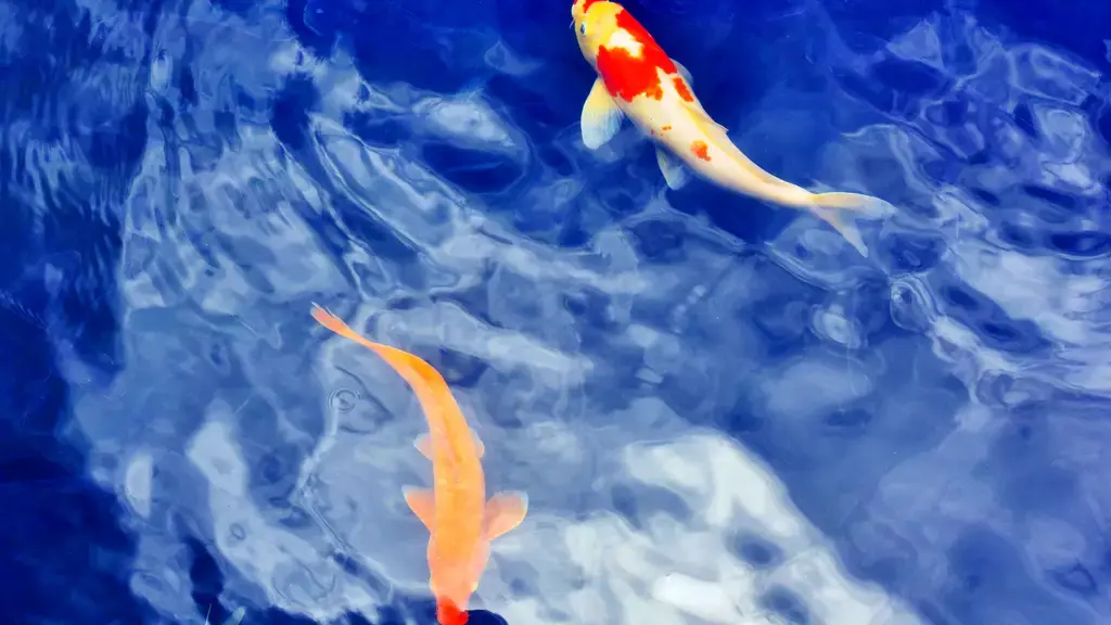 欖仁葉金魚：台灣傳統養殖的艷麗之星