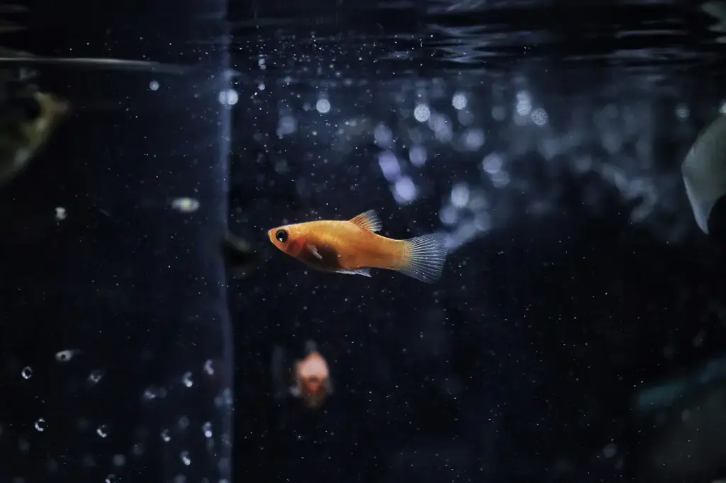 水族箱裡的恐龍：探索水族恐龍魚的世界
