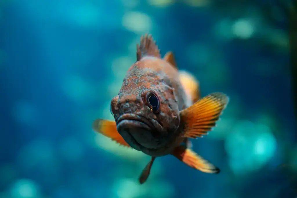 水族箱裡的瑰麗世界：淡水魚入門指南