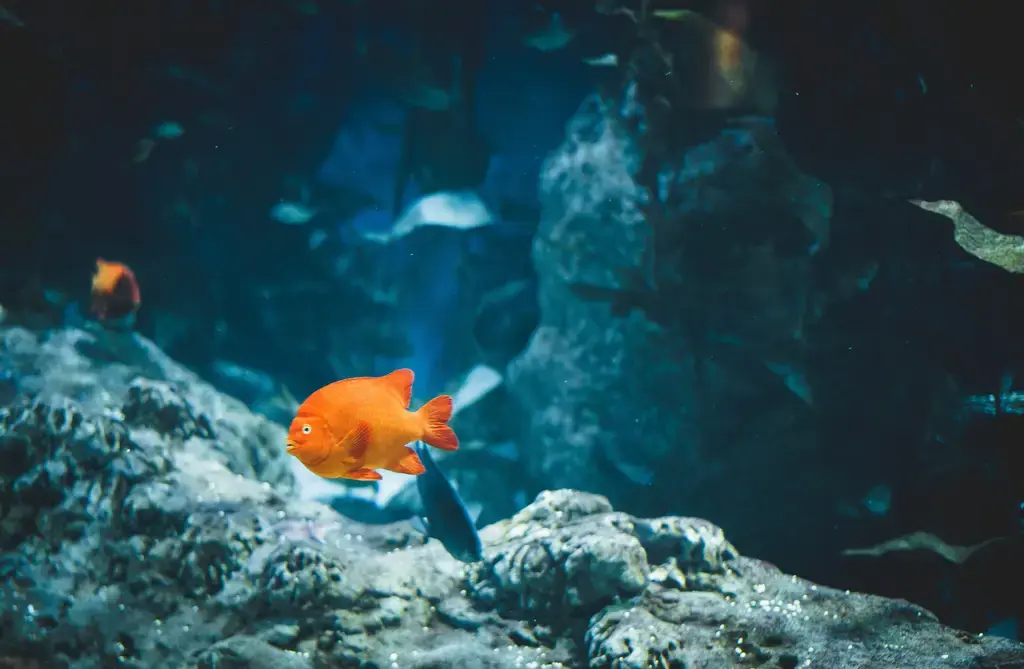 台灣假魚風潮：水族箱的虛擬海洋