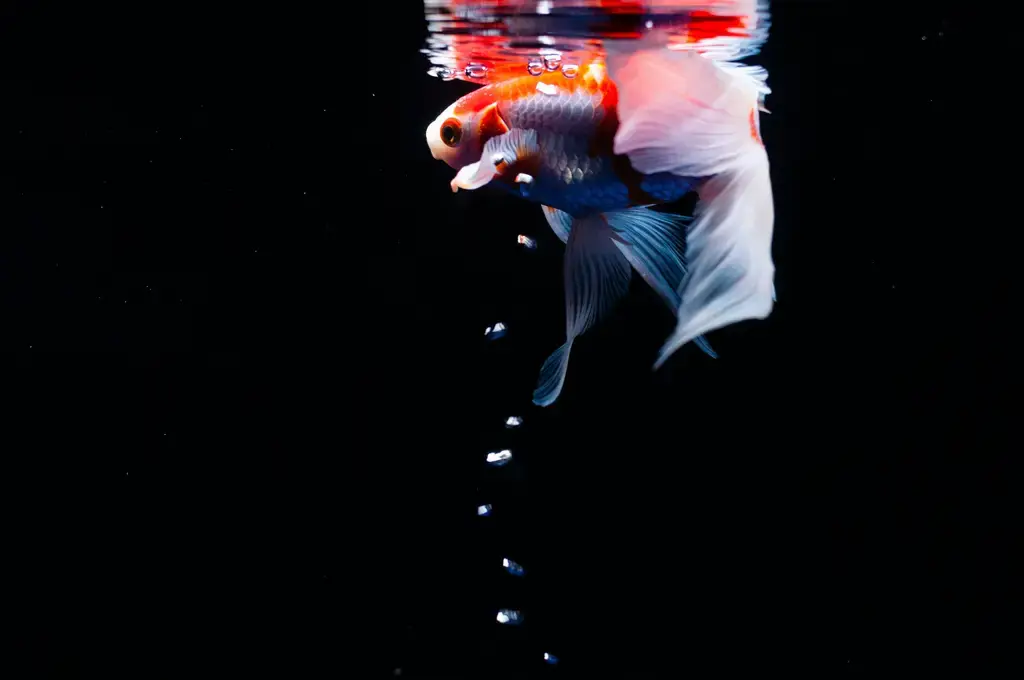 水族箱裡游動的奇幻世界：台灣水族箱魚大觀