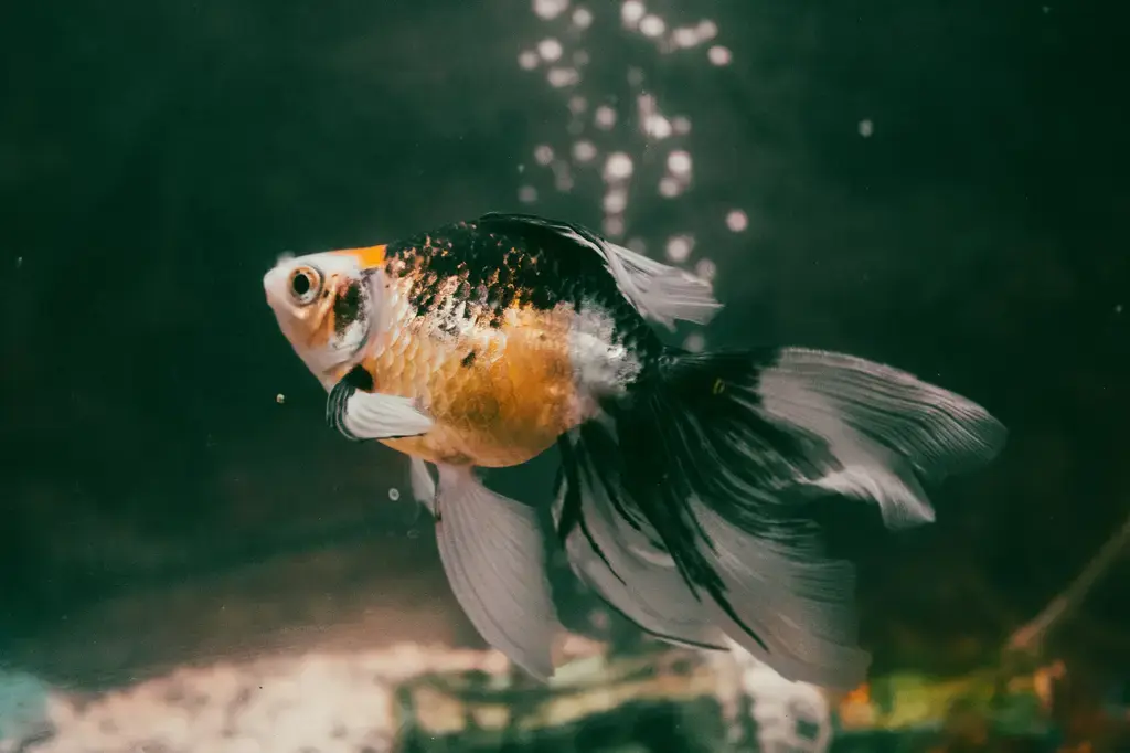水族用粗鹽:台灣業餘水族玩家的必備指南