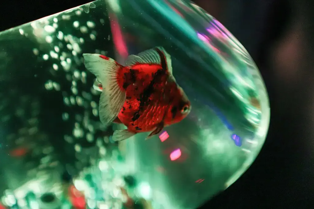 水族細菌藥懶人包:守護愛寵魚,打造健康水族環境