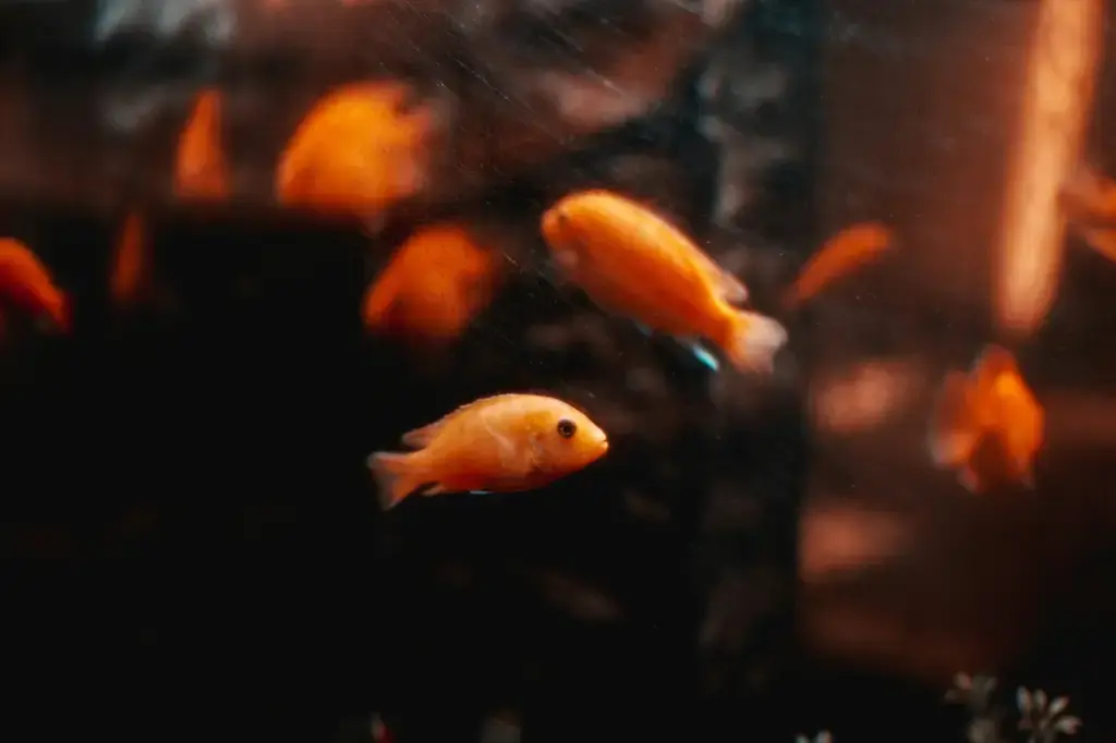 【一尺缸魚的迷人世界】