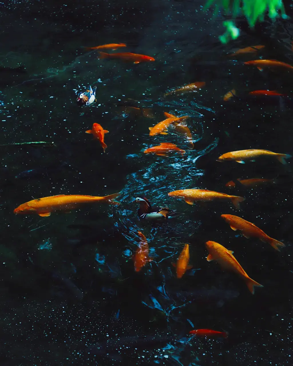 淘魚館水族：台灣頂尖水族專賣店指南