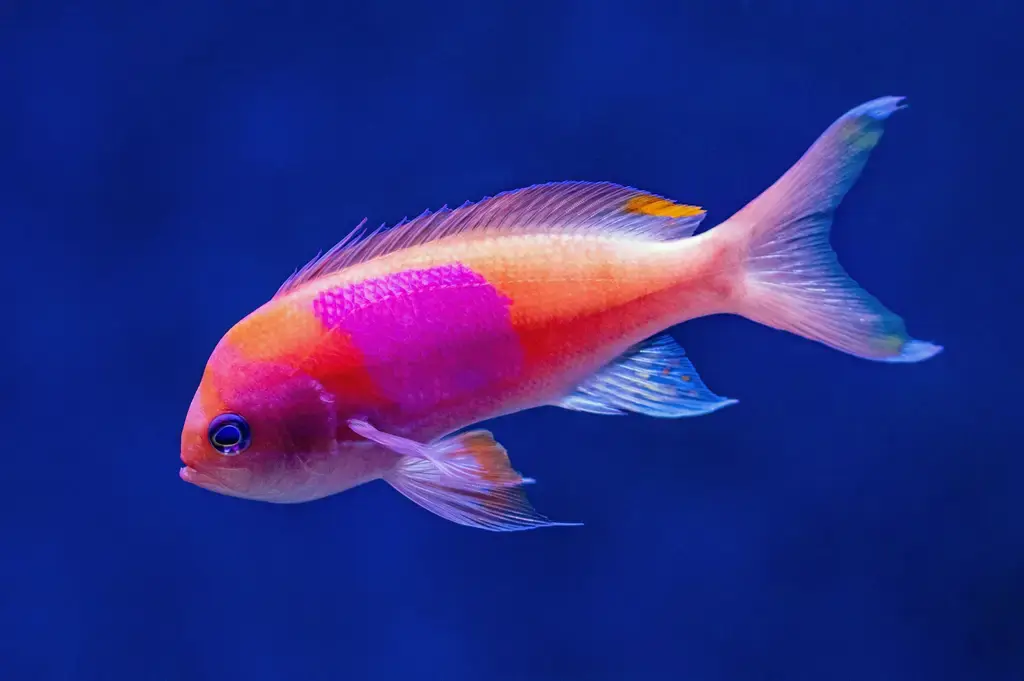 異型缸佈置:水草、造景與魚隻搭配指南