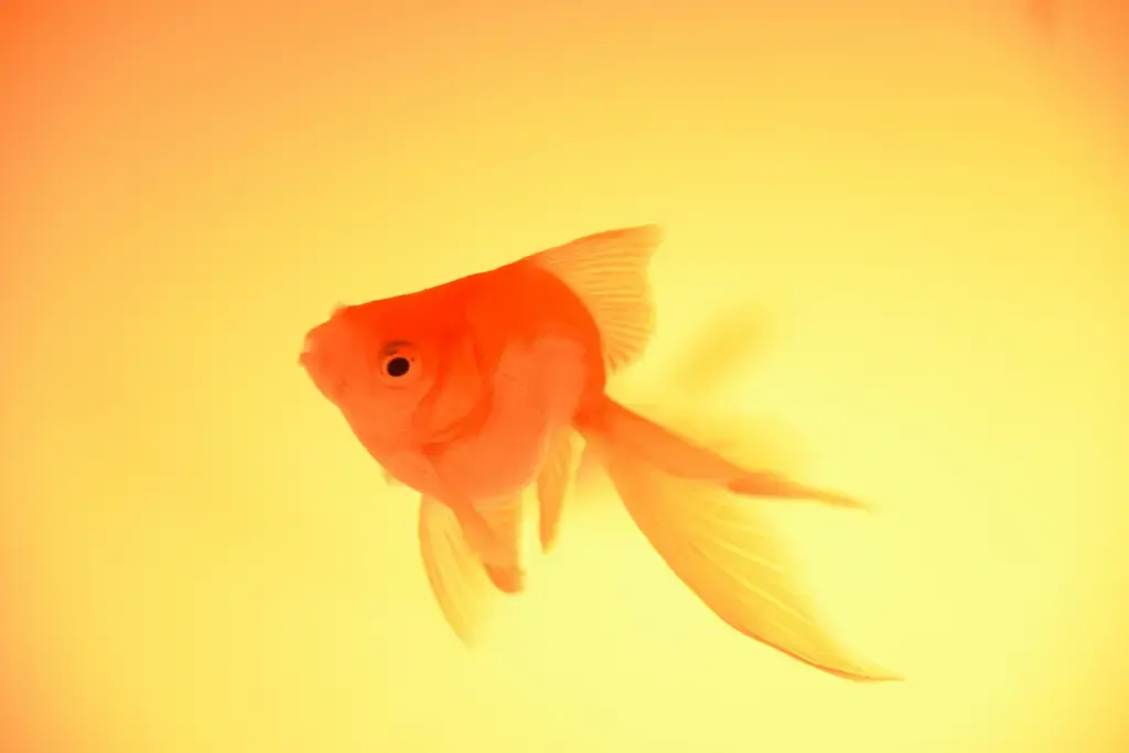 異形魚專賣店:探索水族館裡的詭異奇觀
