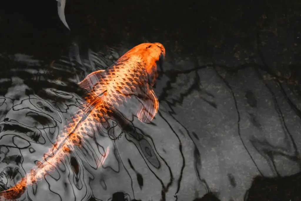 台灣紅球魚飼養指南