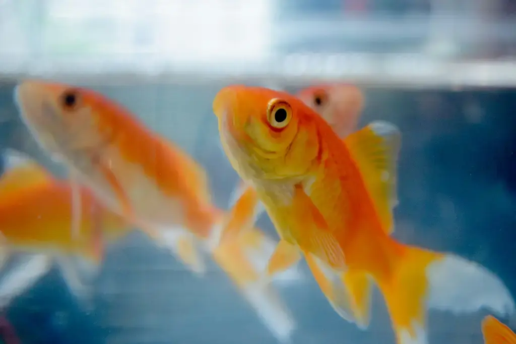 豐年蝦飼養指南：提升水族箱健康的天堂美食