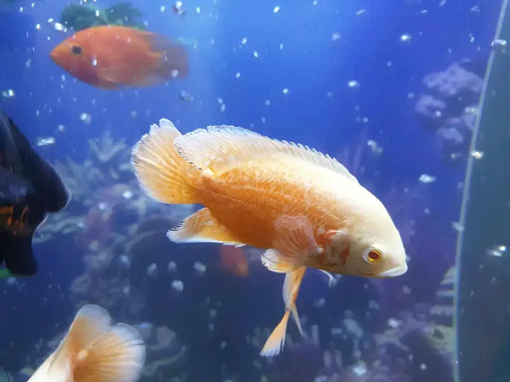 台灣躍動的水族世界：魚‧世界‧水族巡禮