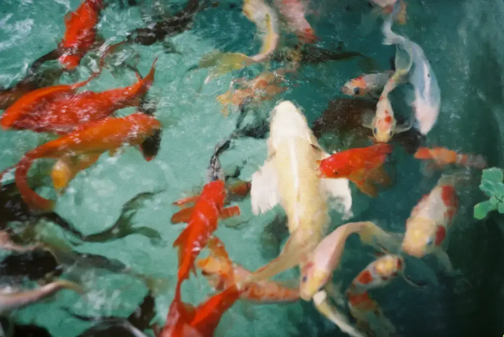 魚仔水族世界:台灣養魚的樂趣與知識