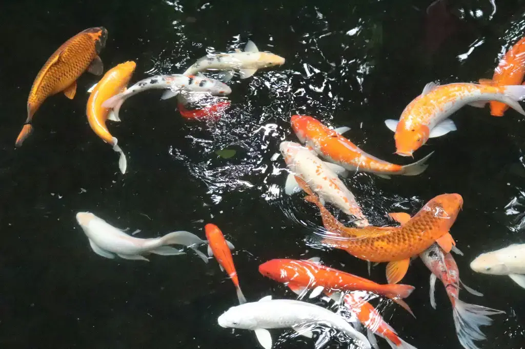 魚仔水族工作室:你的水族天堂