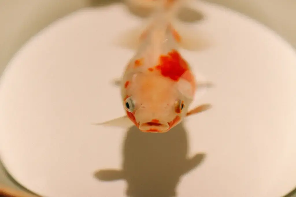 魚仙水族:台灣水族愛好者的天堂