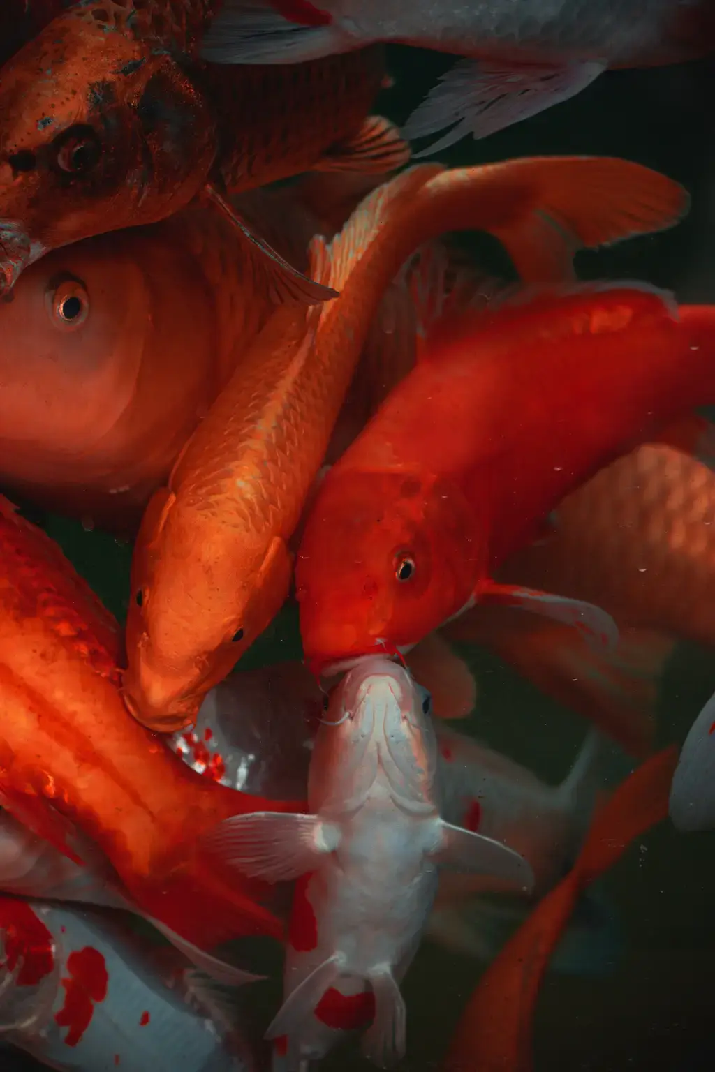 假期餵食孔雀魚指南:讓你的寶貝魚兒安度長假