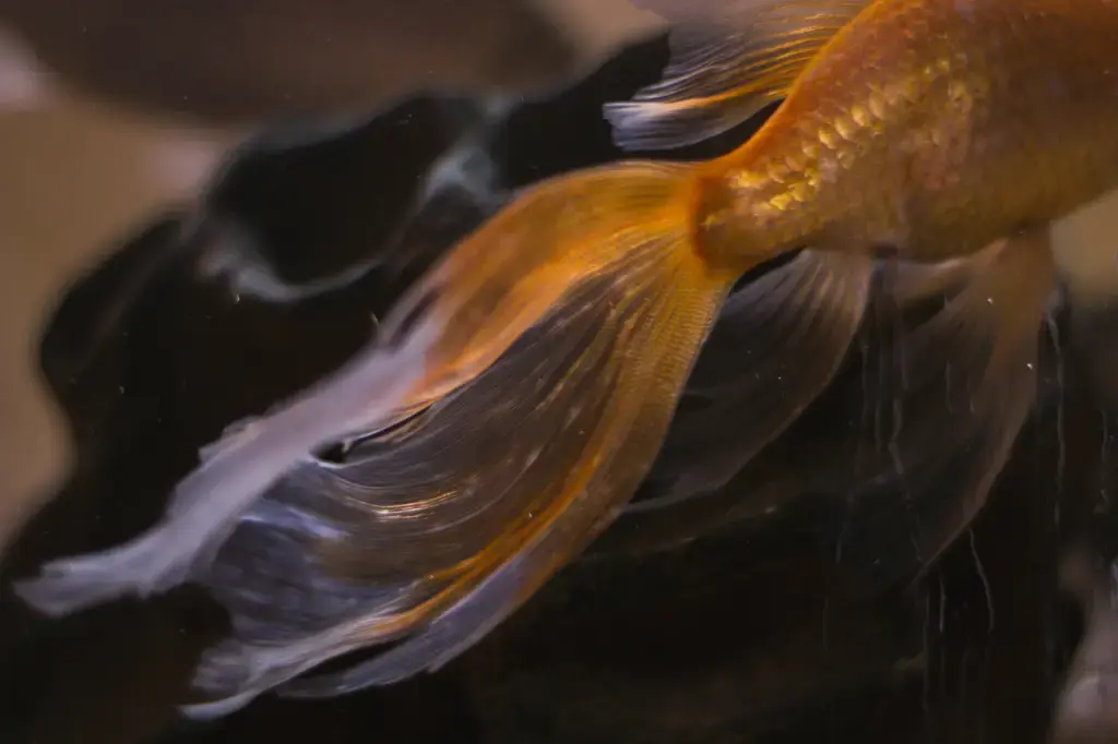 魚樂無窮:探索台灣魚的多樂水族廣場