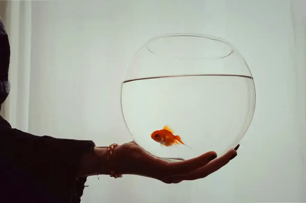 台灣魚界聖地:龍魚會館的水族天堂