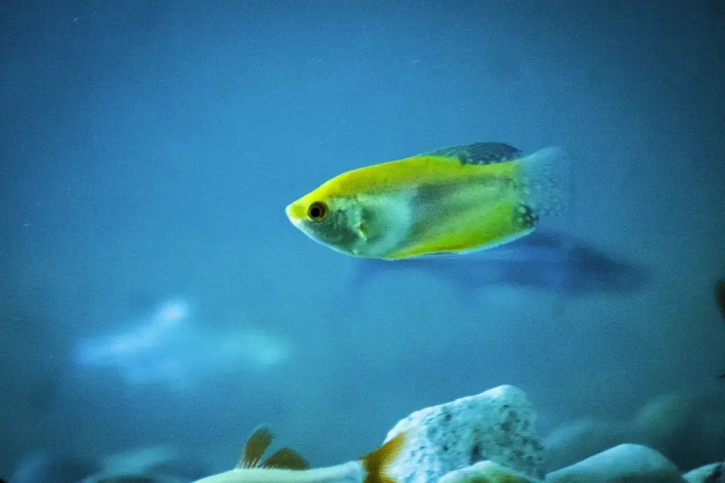 水族箱中的大敵：水黴病