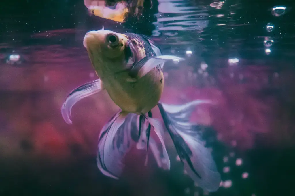 魚缸油膜大解析：輕鬆去除，還魚兒亮麗水域