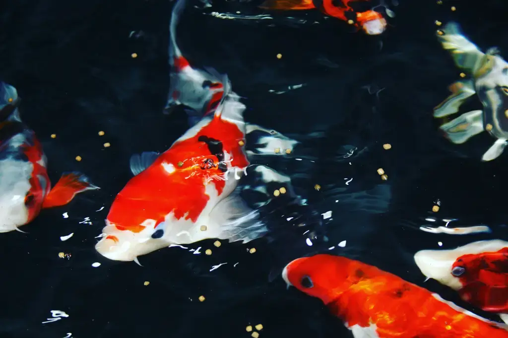 麥飯石水養魚:淨水除臭,守護魚兒健康