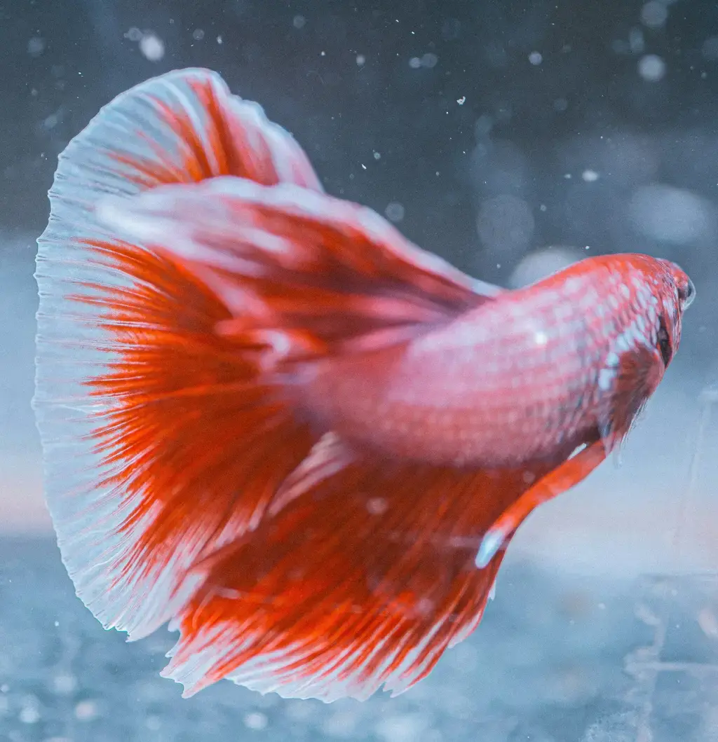 印魚水族:新手入門必看懶人包