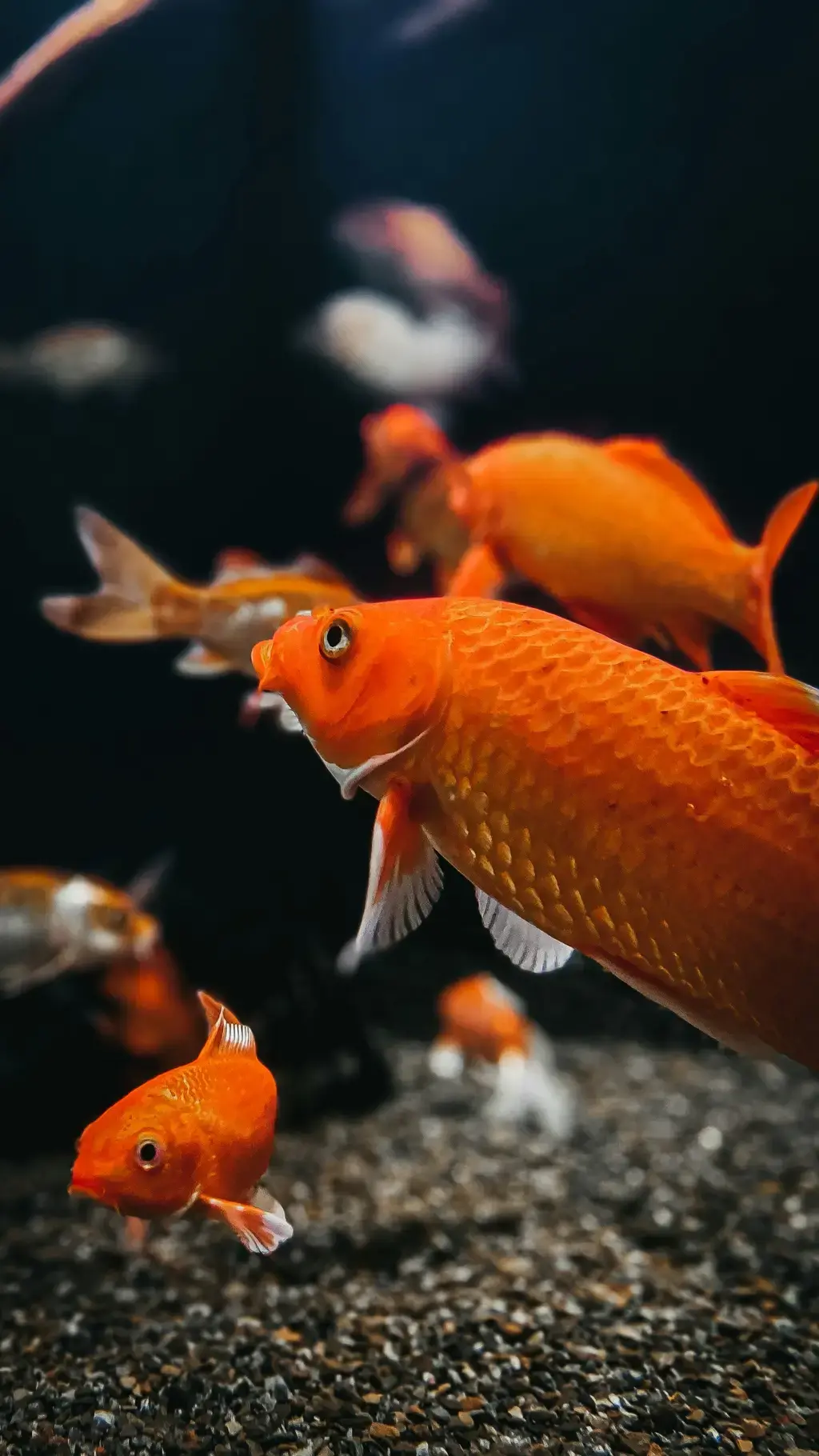 黃日光燈魚:水族界的陽光精靈