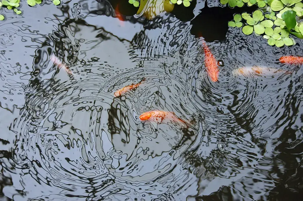 鼠、砂、水族:打造幸福的寵物天地