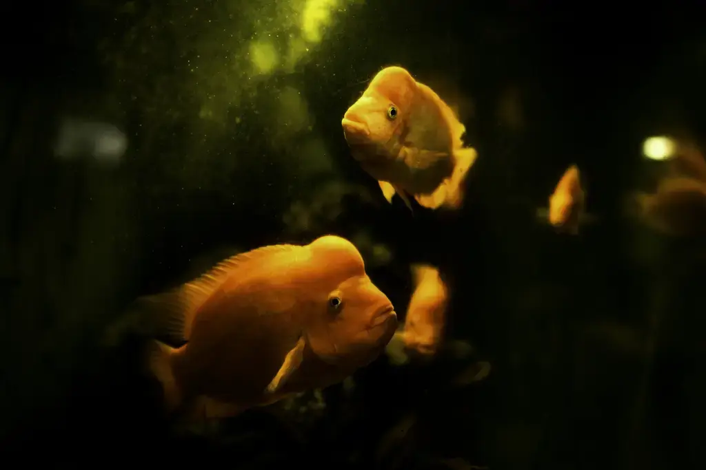 鼠魚卵隔離的完整指南:守護鼠魚幼苗的關鍵