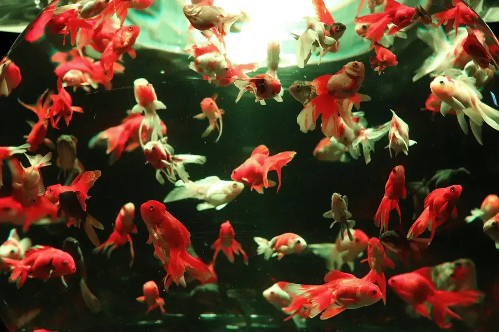 鼠魚底砂清潔：打造健康水族箱的關鍵