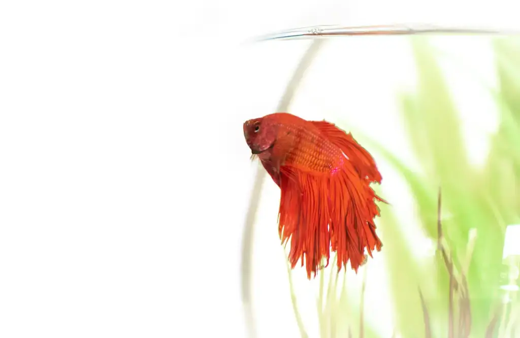 鼠魚水草的樂趣