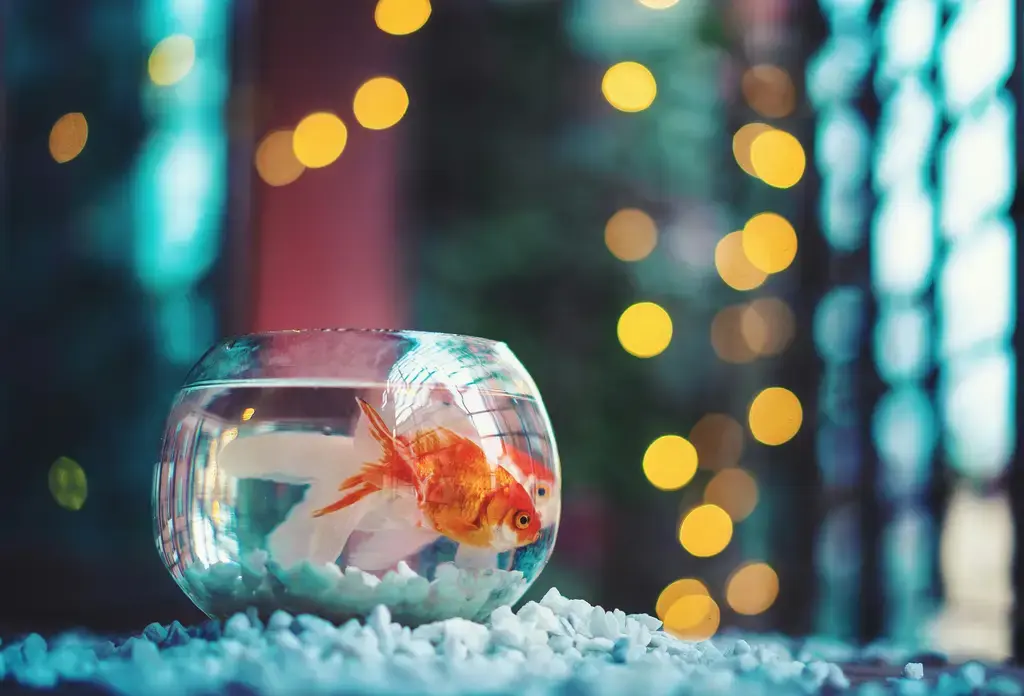 龍魚濾材全攻略：維持頂級水族箱水質的關鍵