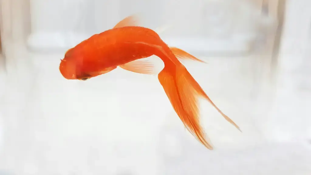 吳欽鴻孔雀魚：揚名國際的台灣之光