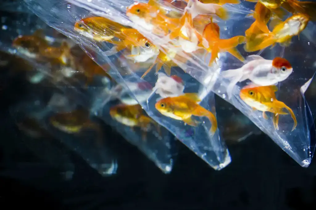 孔雀魚品系大觀：繽紛色彩，迷人姿態