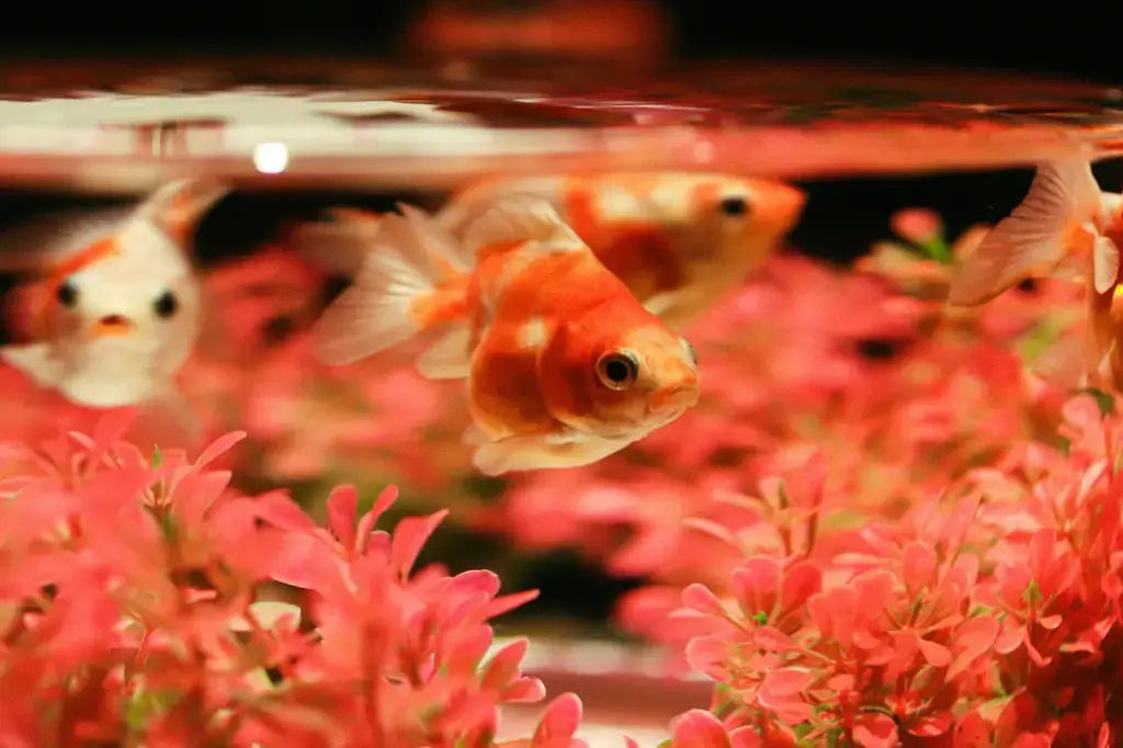 四呎缸養龍魚：打造夢幻水族箱的完整指南