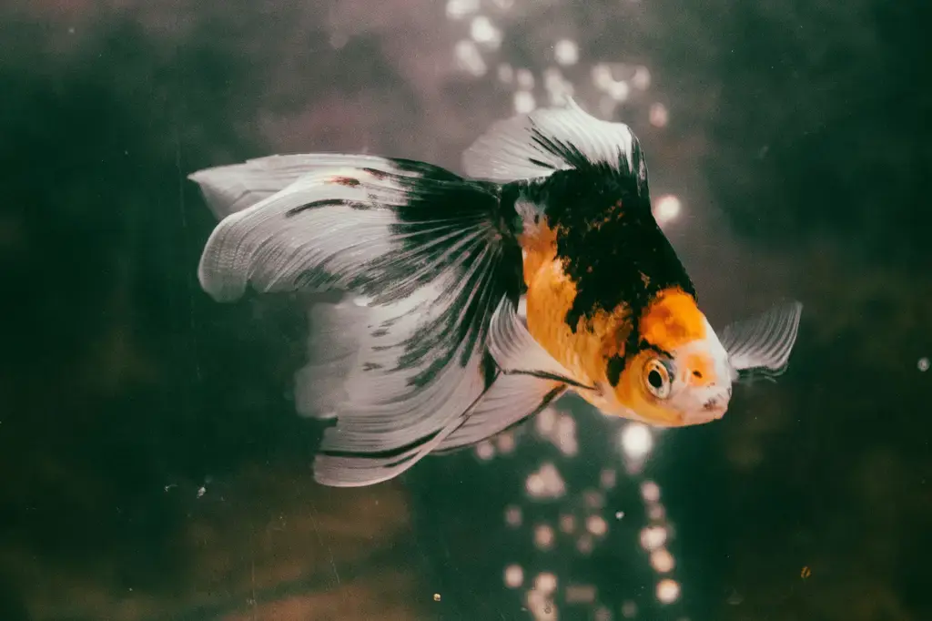 埃及神仙繁殖秘笈:繁衍美麗、強健的觀賞魚